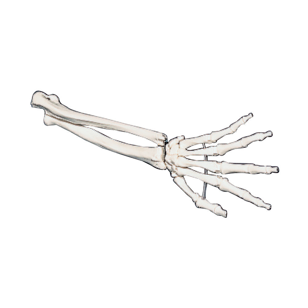 Hand Anatomical Model
