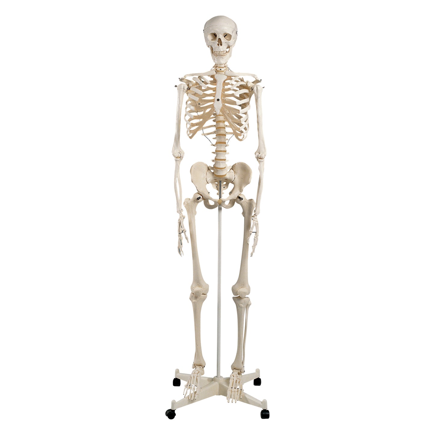 Human Skeleton Anatomical Model