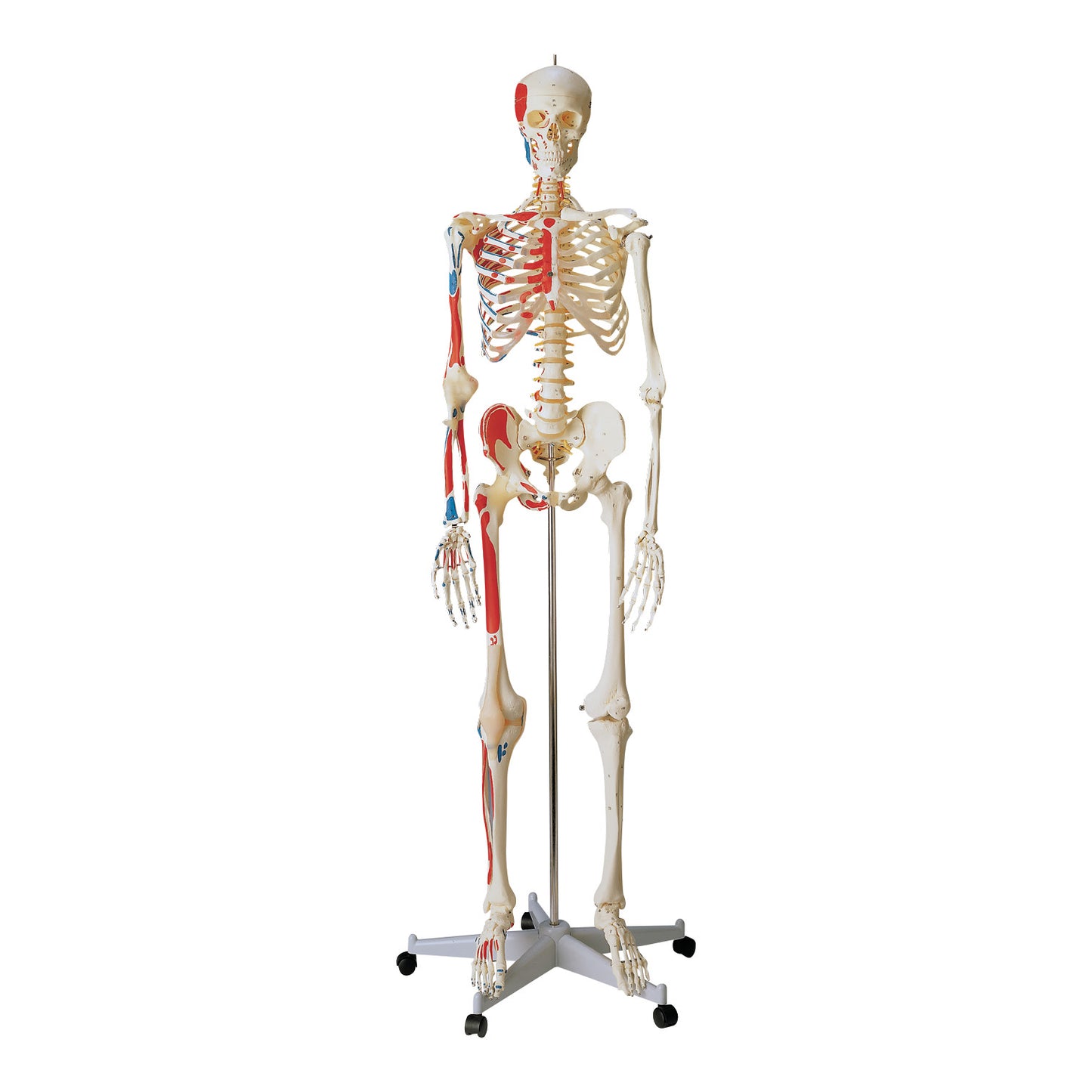 Special Human Skeleton Anatomical Model