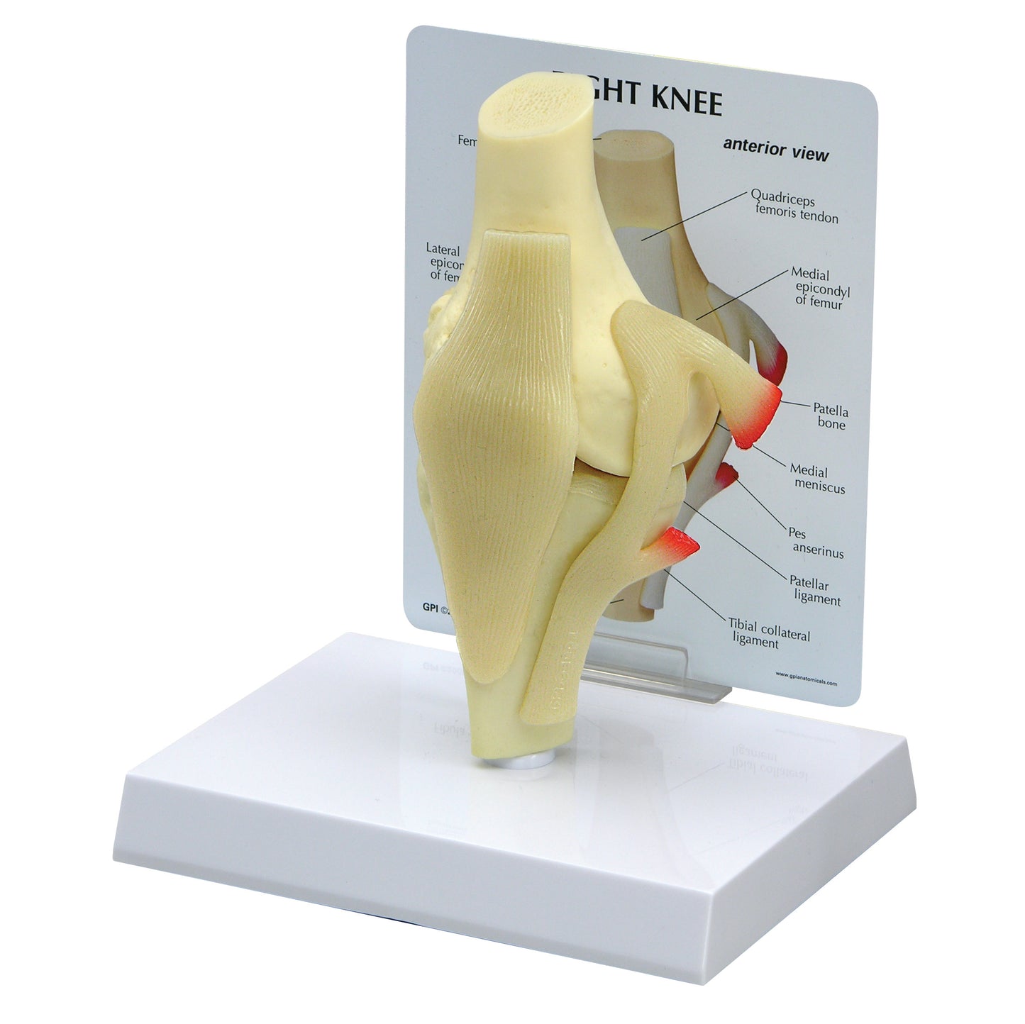 GPI Anatomicals® Basic Knee Model