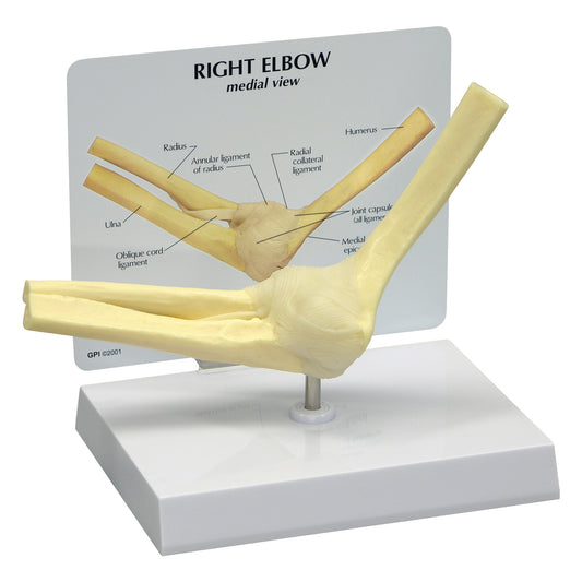 GPI Anatomicals® Basic Elbow Model