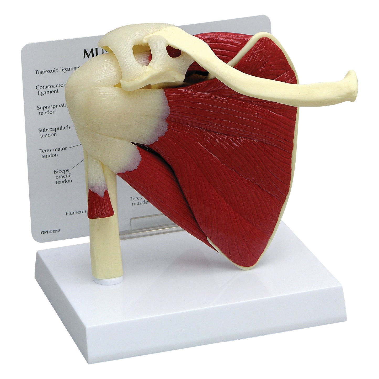 GPI Anatomicals® Muscled Shoulder Model