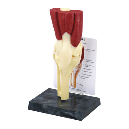 GPI Anatomicals® Muscled Knee Model
