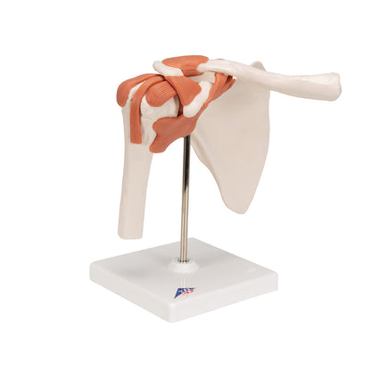 Functional Shoulder Joint Anatomical Model