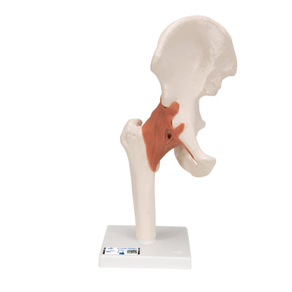 Functional Hip Joint Anatomical Model