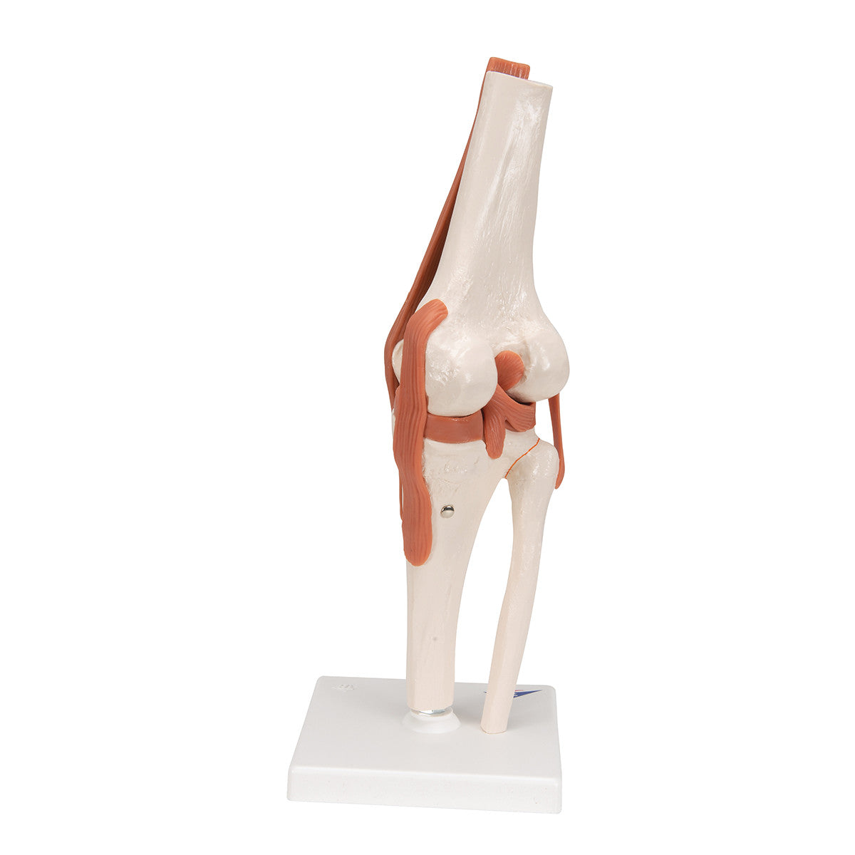 Functional Knee Joint Anatomical Model