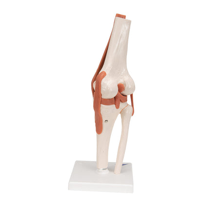 Functional Knee Joint Anatomical Model