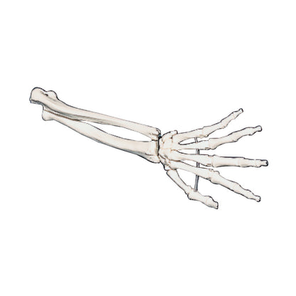 Hand Anatomical Model