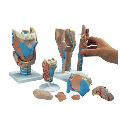 Larynx Model