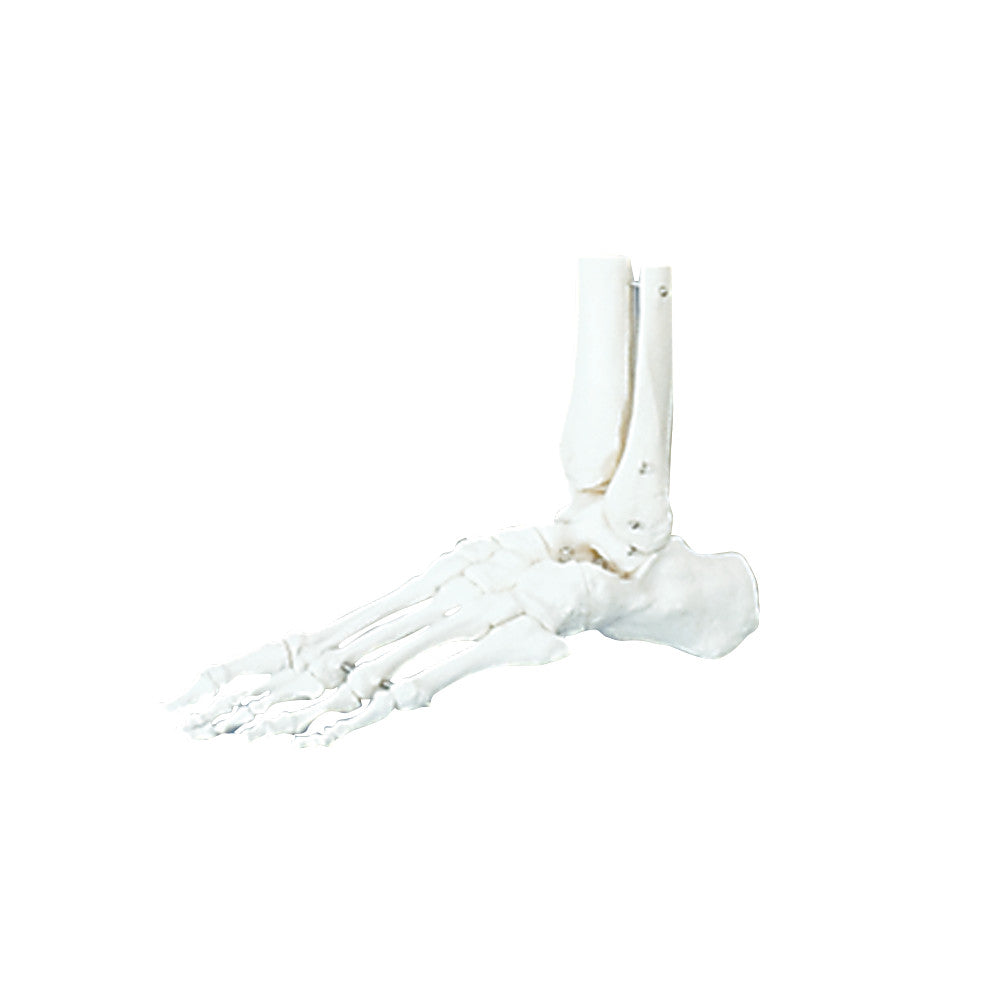 Functional Foot/Ankle Anatomical Model