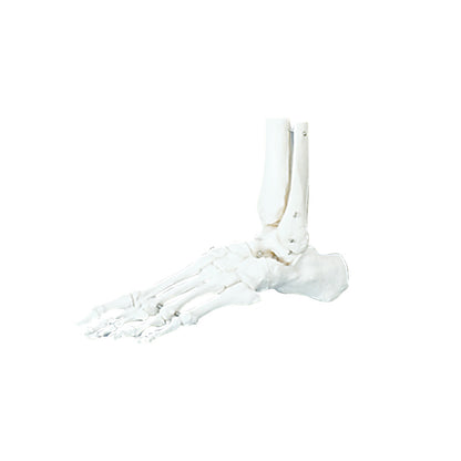 Functional Foot/Ankle Anatomical Model