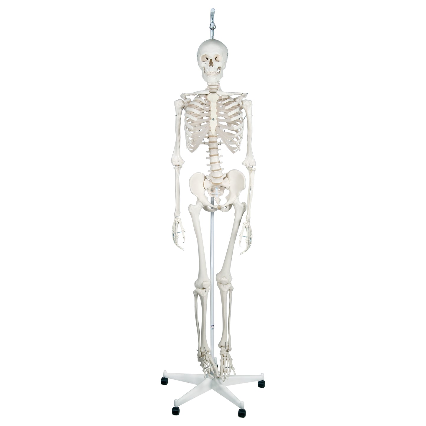 Feldenkrais® Physiological Skeleton