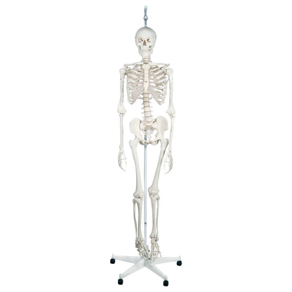 Feldenkrais® Physiological Skeleton