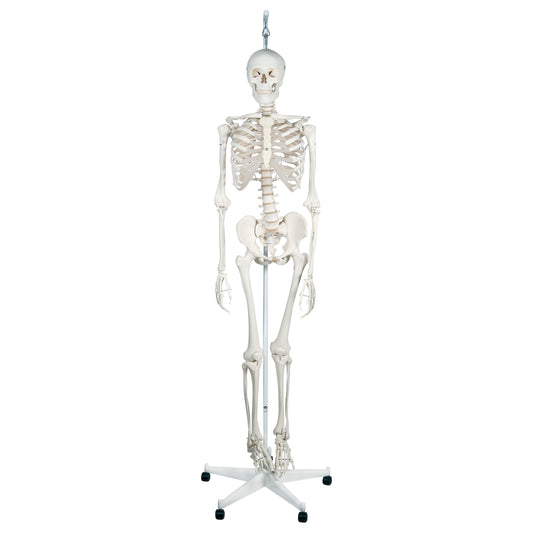 Feldenkrais® Physiological Skeleton