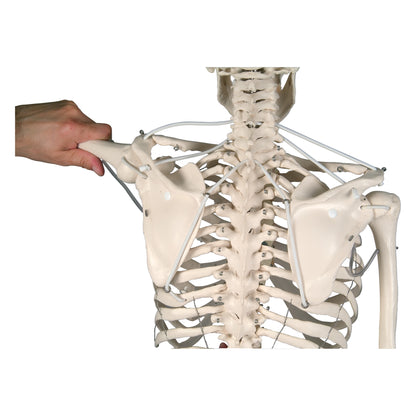 Feldenkrais® Physiological Skeleton
