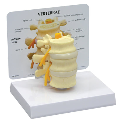 GPI Anatomicals® Basic Vertebrae Model