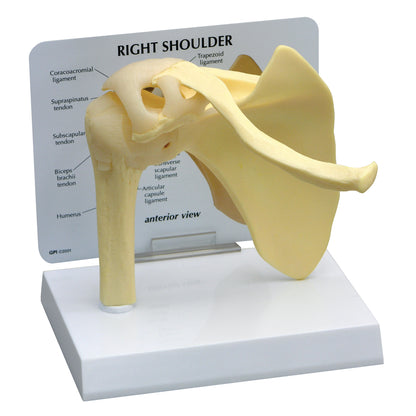 GPI Anatomicals® Basic Shoulder Model