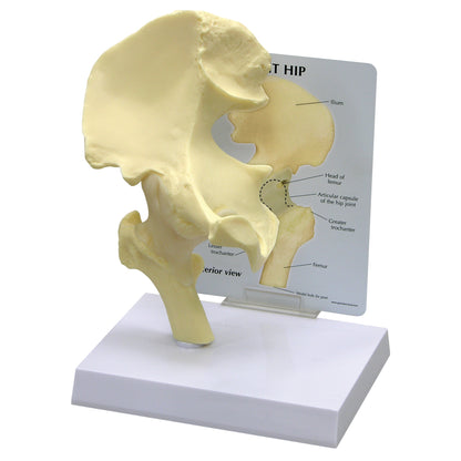 GPI Anatomicals® Basic Hip Model