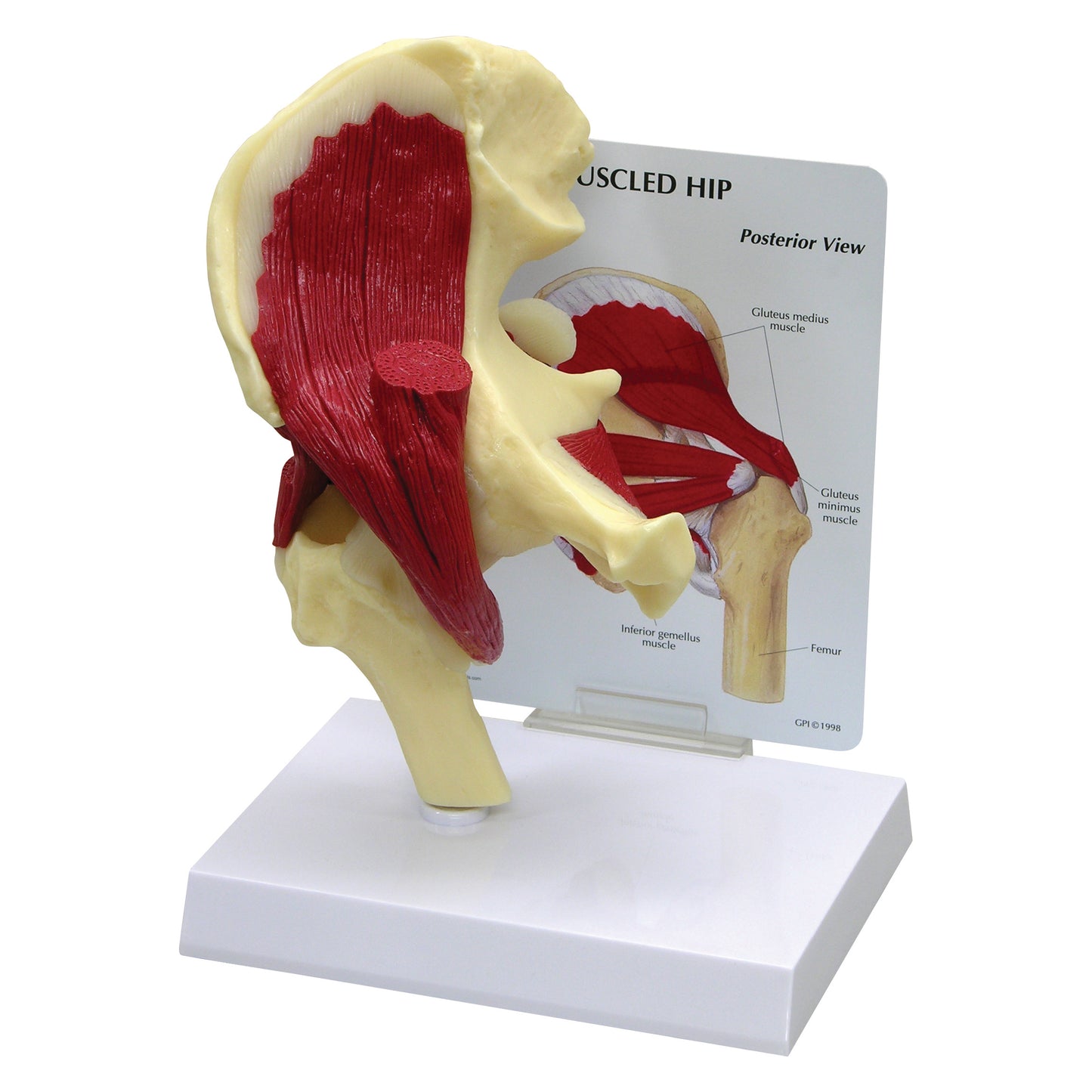 GPI Anatomicals® Muscled Hip Model