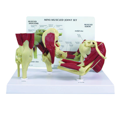 GPI Anatomicals® Mini-Muscled Joint Set Model