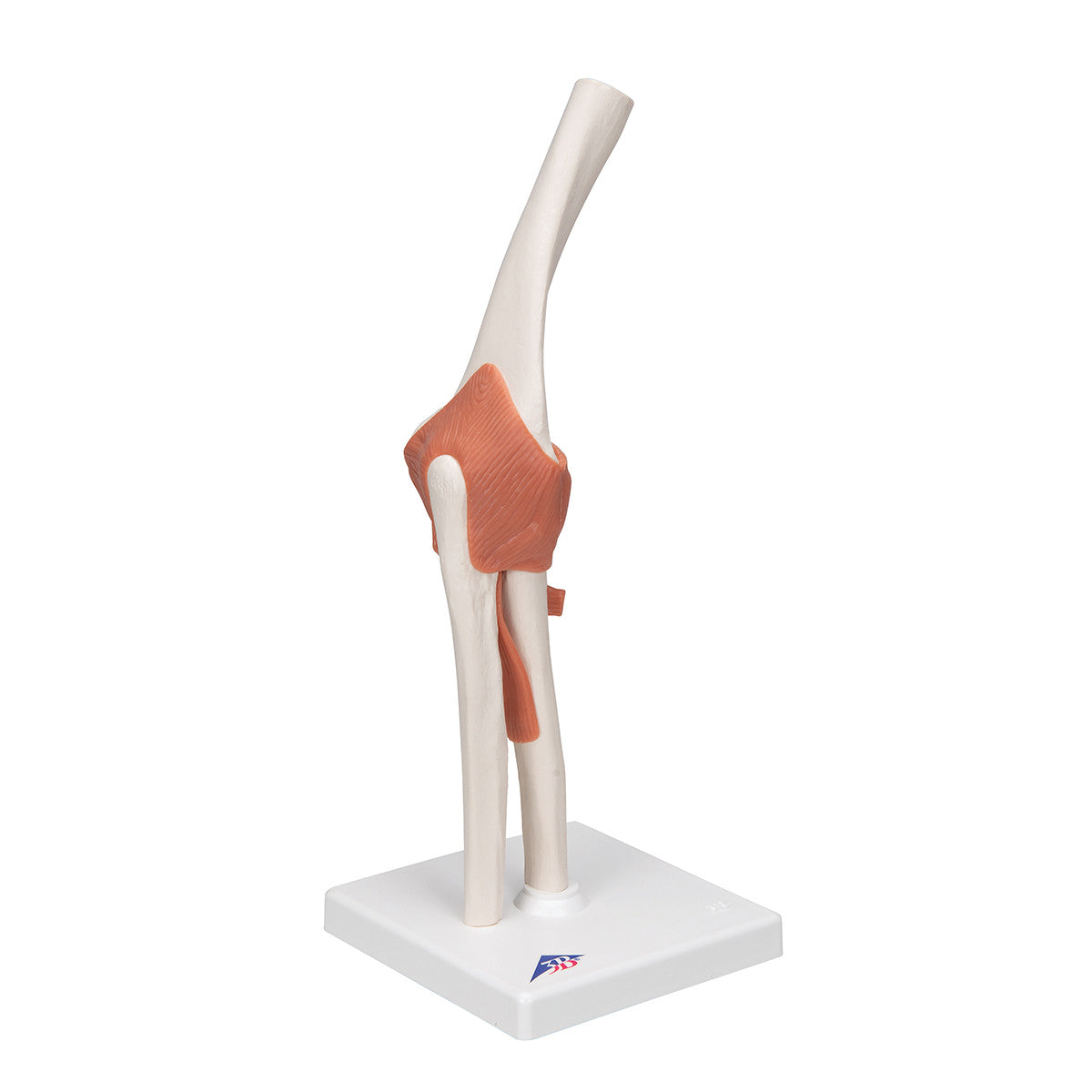 Functional Elbow Joint Anatomical Model