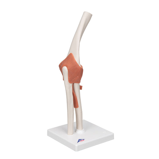 Functional Elbow Joint Anatomical Model