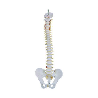 Basic Spine Anatomical Model